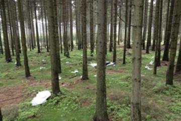 Načetín - forest plots (1)