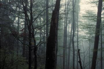 Šumavské pralesy